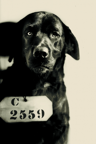 Illustration for article titled Child mugshots of the 1800s were like a depressing episode of The Little Rascals